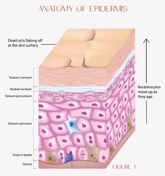 AZ-fig-1 Corneotherapy: A Sensible Approach to Understanding the Skin