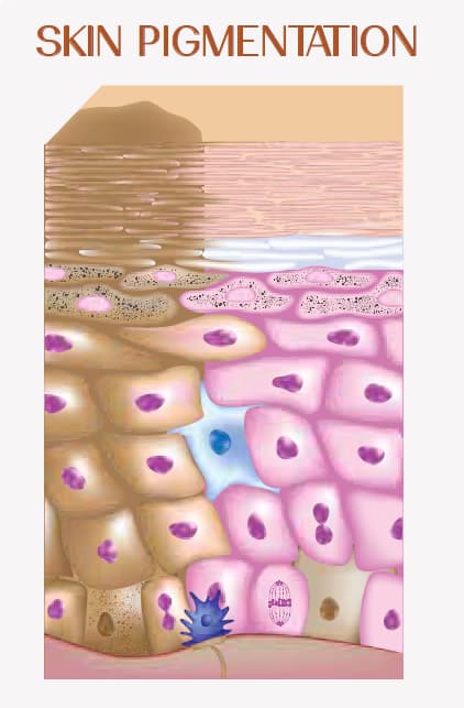 AZ-fig-3 Science of the Skin | Corneobiology | Understanding the skin