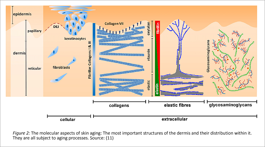 Structures of the dermis