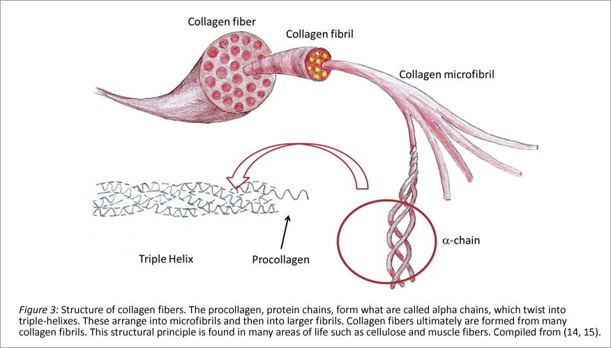 structure of collagen fibres