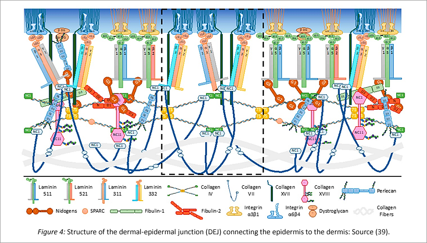 Structure of the DEJ