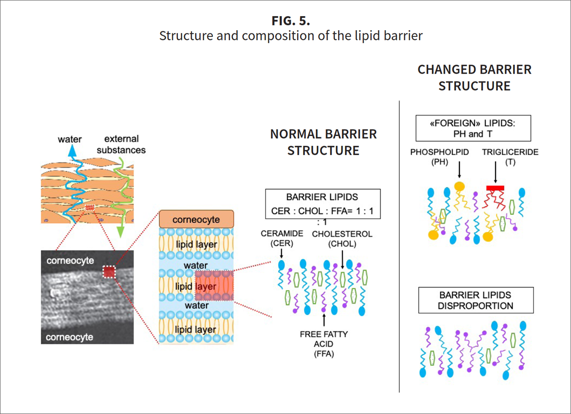 Fig-5-A2 Three stars of corneotherapy —  barrier lipids, antioxidants & hyaluronic acid
