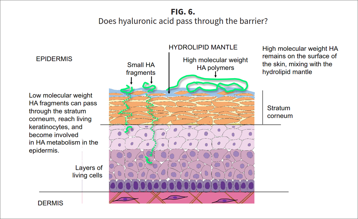 Fig-6-A2 Three stars of corneotherapy —  barrier lipids, antioxidants & hyaluronic acid