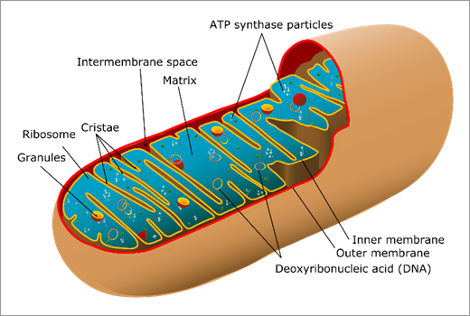 Electrotherapy (cosmetic) - Wikipedia