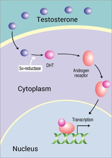 Reductase