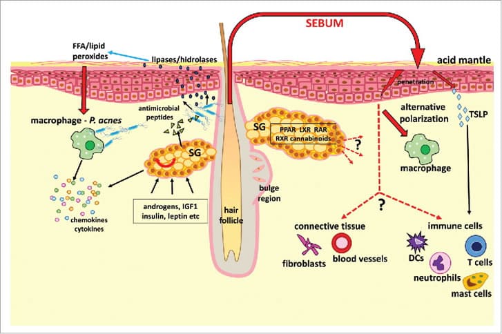 Sebum interactions