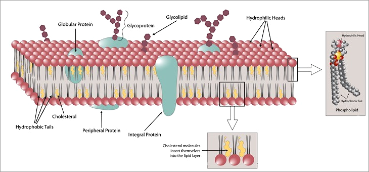 Electrotherapy - Wikipedia