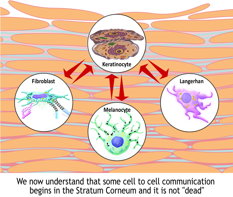 Science of Corneotherapy 