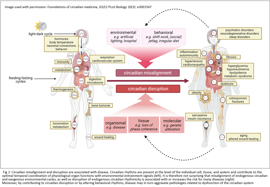 circadian misalignment 