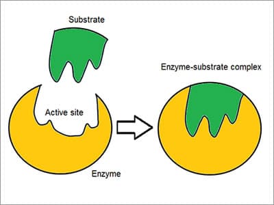 enzymes in the body