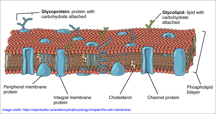membrane protein