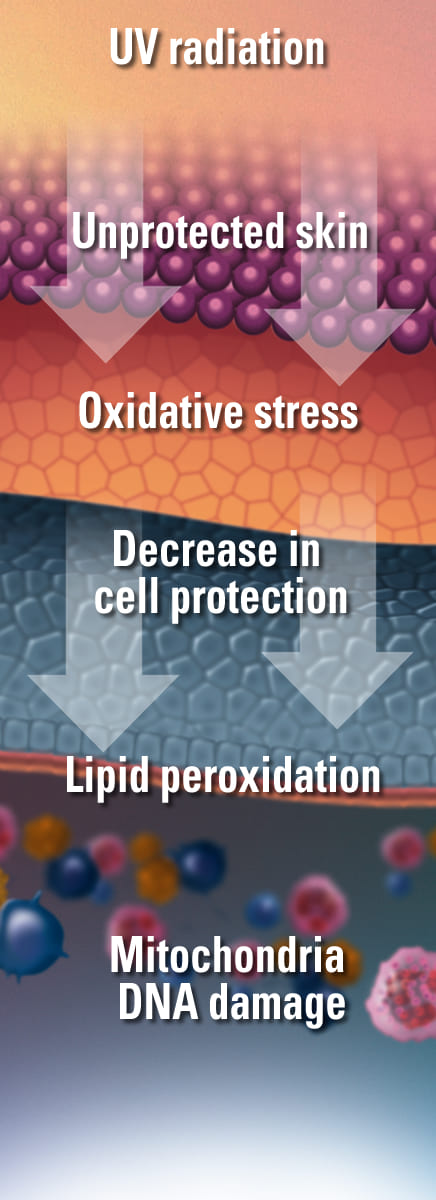 oxidative stress