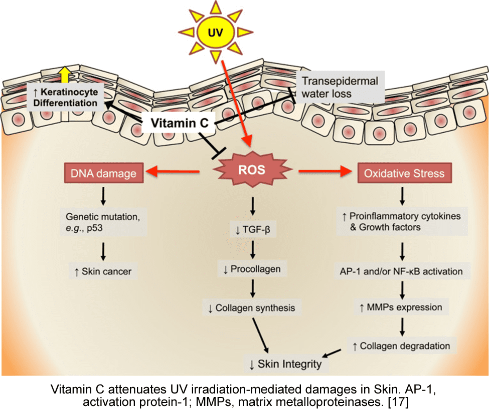 vitamin c attenuation